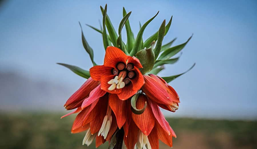 دشت لالههای واژگون کوهرنگ؛ شکوهی به وسعت بهار