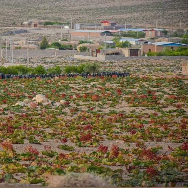 معلمی که بوی خاک را می‌فهمد