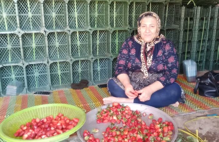 چگونه یک روستای کوچک قطب توت فرنگی کشور شد؟ ماجرای چند بذر و صبر ۵۰ ساله