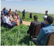 کاروان ترویج الگوی کشت محصولات زراعی در کردستان به اجرا درآمد