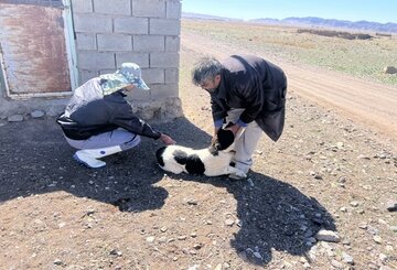 واکسیناسیون هزار و ۱۵۴ قلاده سگ علیه بیماری هاری در بیرجند