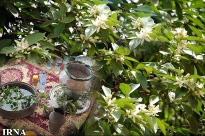 عطر بی رقیب بهار نارنج شیراز در سایه نگاه سنتی جان می دهد