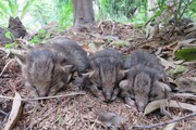تحویل سه توله گربه جنگلی به محیط زیست گیلان