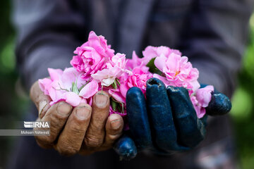 Harvesting damask rose in northeastern Iran