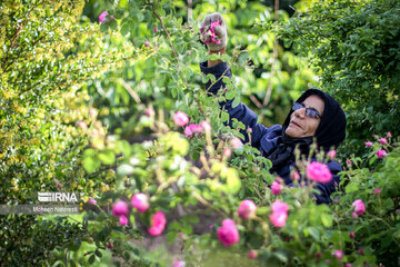 Harvesting damask rose in northeastern Iran