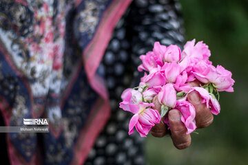 Harvesting damask rose in northeastern Iran