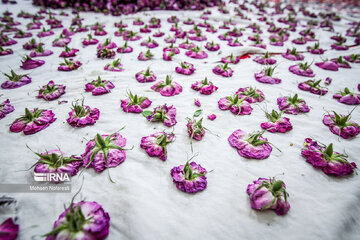 Harvesting damask rose in northeastern Iran