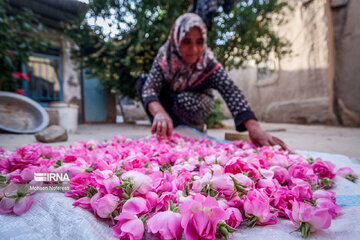 Harvesting damask rose in northeastern Iran