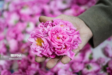 Harvesting damask rose in northeastern Iran