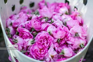 Harvesting damask rose in northeastern Iran