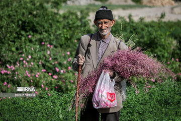 Harvesting damask rose in northeastern Iran