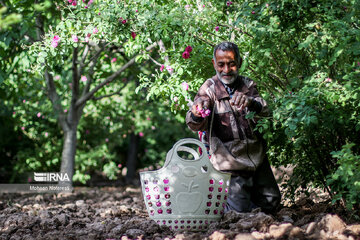 Harvesting damask rose in northeastern Iran