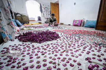 Harvesting damask rose in northeastern Iran