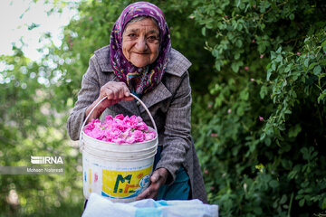 Harvesting damask rose in northeastern Iran