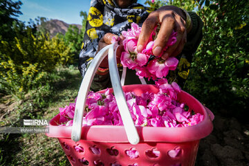 Harvesting damask rose in northeastern Iran