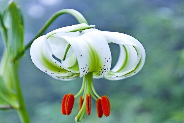 شناسایی وسیع ترین رویشگاه سوسن چلچراغ در جنگل های نوشهر