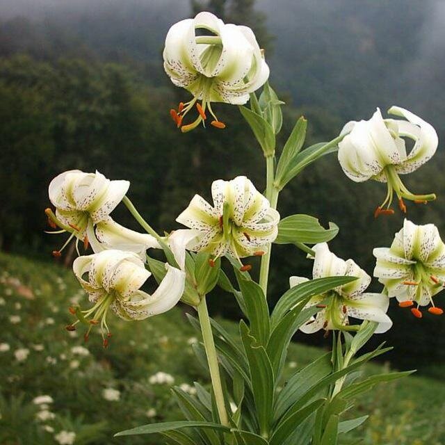 شناسایی وسیع ترین رویشگاه سوسن چلچراغ در جنگل های نوشهر