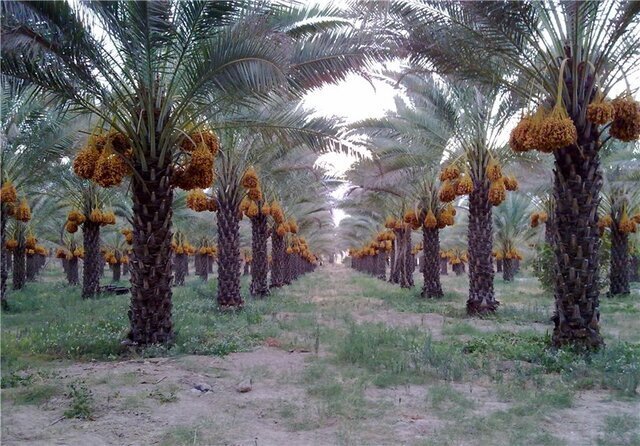 خرطومِ مرگ؛ نخلداران کرمان چهار ماه حیاتی را از دست ندهند+فیلم