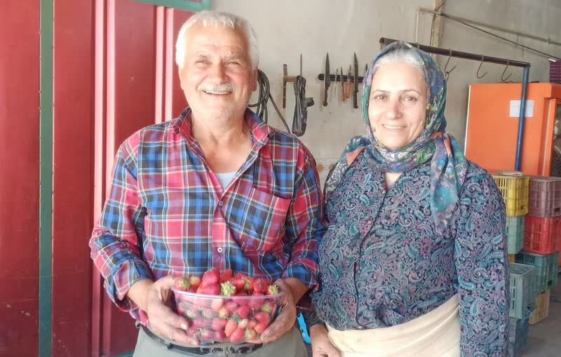 فیلم/ تولید توت فرنگی در گلستان؛ میوه‌ای شیرین با مقدماتی سخت و هزینه‌زا