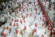 کشف ۹۰۰ قطعه مرغ زنده از یک مرغداری زیرزمینی در مراغه 