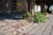 یکهزار درخت کنوکارپوس در بوشهر به مناطق فاقد تاسیسات شهری انتقال داده شد
