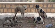ضرورت ساماندهی سگ‌های بدون‌صاحب و احداث  ایستگاه‌ نگهداری در گناوه