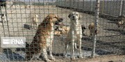 ۳ هزار قلاده حیوان بی‌صاحب در اسلامشهر ساماندهی شدند