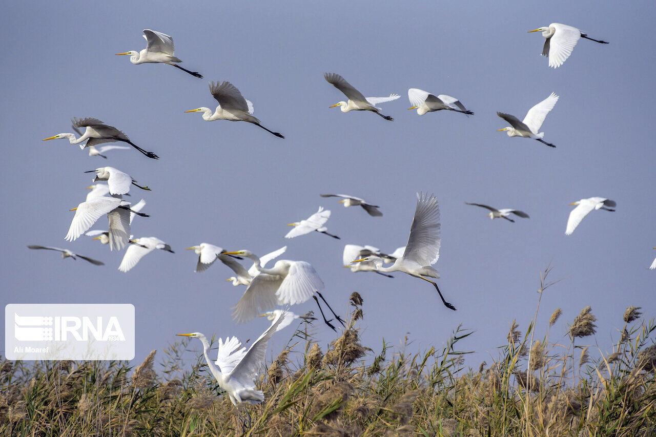 بیش از ۱۵ هزار پرنده مهاجر در تالابهای استان اردبیل شناسایی شد