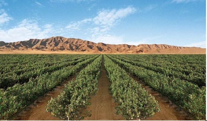 مجتمع‌های مغان و پارس؛ قطب‌های کشاورزی شمال‌غرب در اردبیل