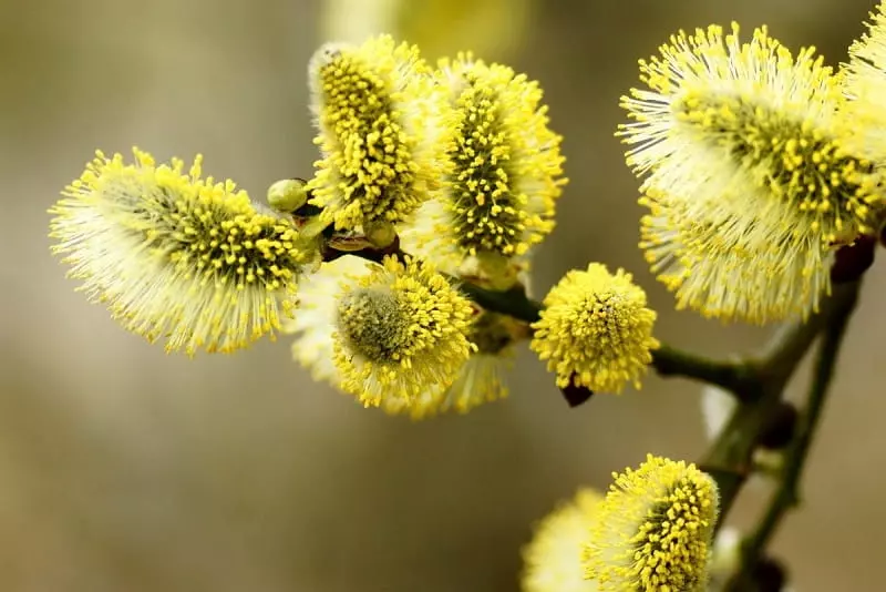 بهترین سوغاتیهای شیراز که میتوانید تهیه کنید