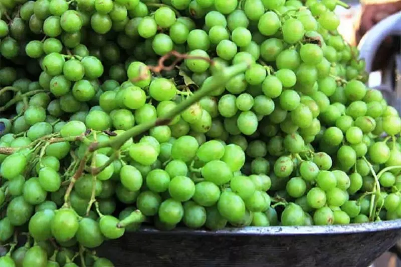 بهترین سوغاتیهای شیراز که میتوانید تهیه کنید