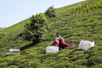 تعاون روستایی گیلان نزدیک ۶۹۰ تن برگ سبز چای خریداری کرد