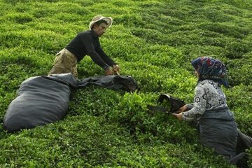 گردش مالی چای گیلان و مازندران چقدر است