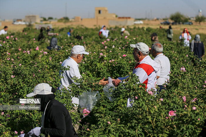 کشت گل محمدی در کانون توجه کشاورزان زنجانی