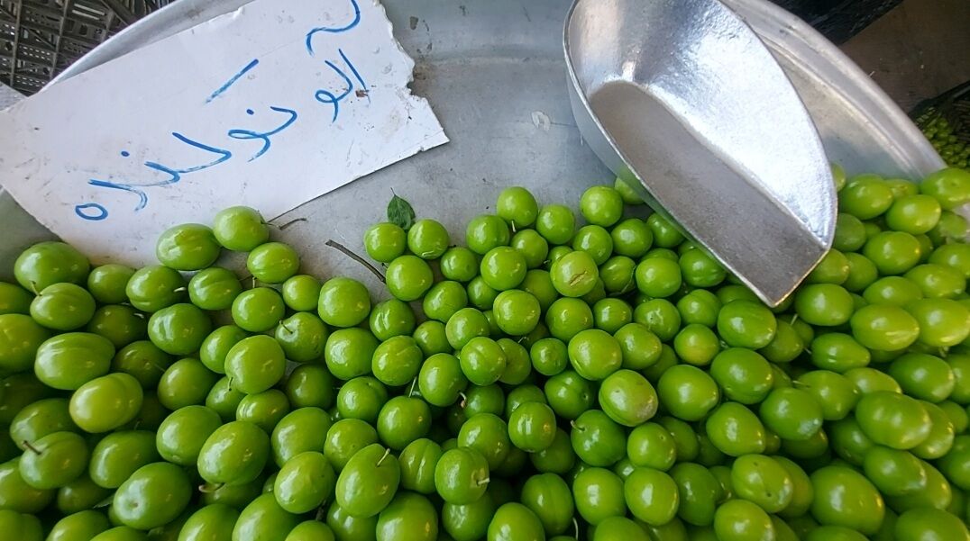 فیلم/ آلوچههای نوکنده، سوغات ترش و شیرین گلستان در بهار - ایرنا