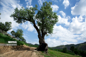 Beauty of nature in spring in western Iran