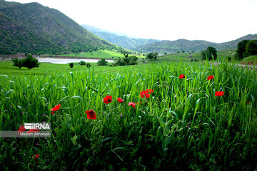 Beauty of nature in spring in western Iran