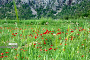 Beauty of nature in spring in western Iran