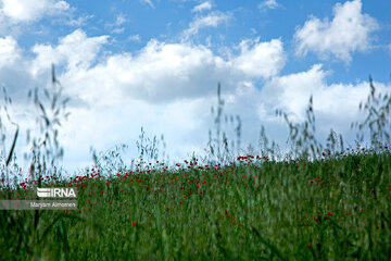 Beauty of nature in spring in western Iran