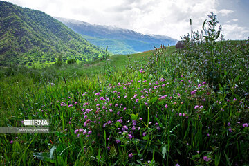 Beauty of nature in spring in western Iran