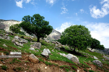 Beauty of nature in spring in western Iran