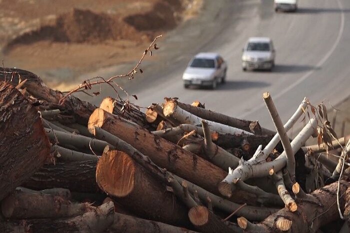 کشف ۱۳ تن چوب جنگلی صنوبر و توسکا قاچاق در عباس آباد