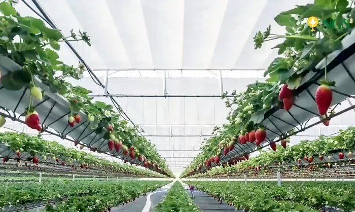 تولید سالانه توت فرنگی گلخانه‌ای در آذربایجان‌غربی ۲۶۰ تن است