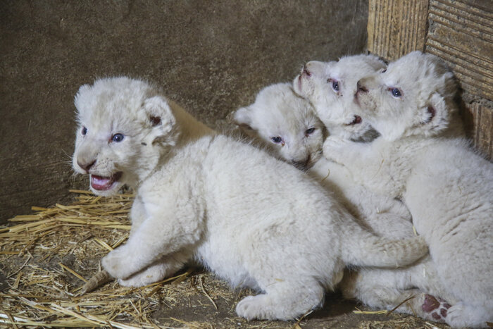 دومین مار پیتون پارک چمران کرج تخمگذاری کرد