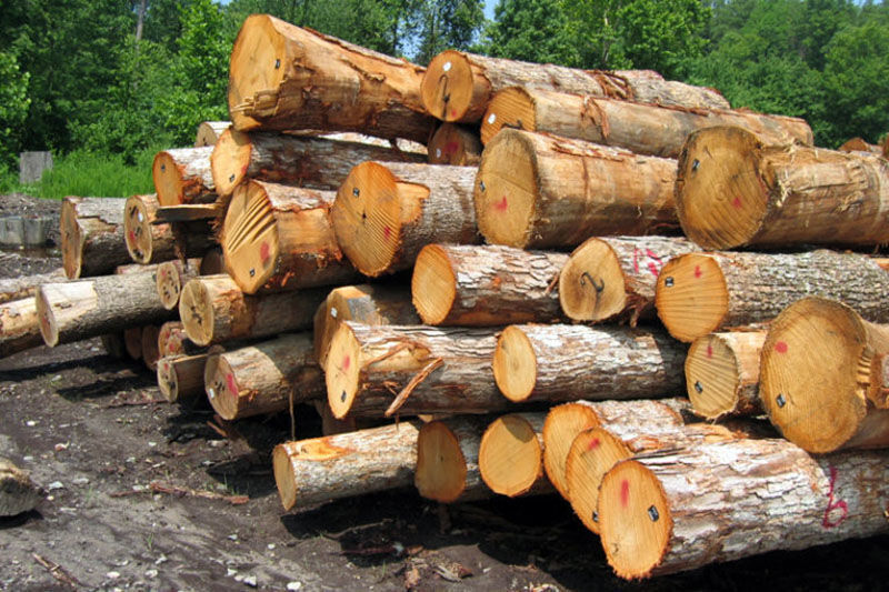 کشف ۱۳ تن چوب جنگلی صنوبر و توسکا قاچاق در عباس آباد