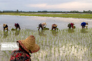 فیلم/ خشکه‌کاری برنج، چاره مدیریت مصرف آب در کشاورزی گلستان
