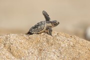 اقدامات حفاظتی از لاک‌پشت‌های منقار عقابی خلیج فارس به دانشگاه باهنر کرمان سپرده شد