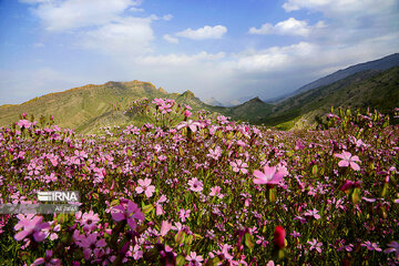 Iran : la province d’Ilam en 4 saisons