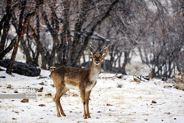 Iran : la province d’Ilam en 4 saisons