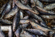 مصرف ماهی در خوزستان بالاتر از متوسط کشوری